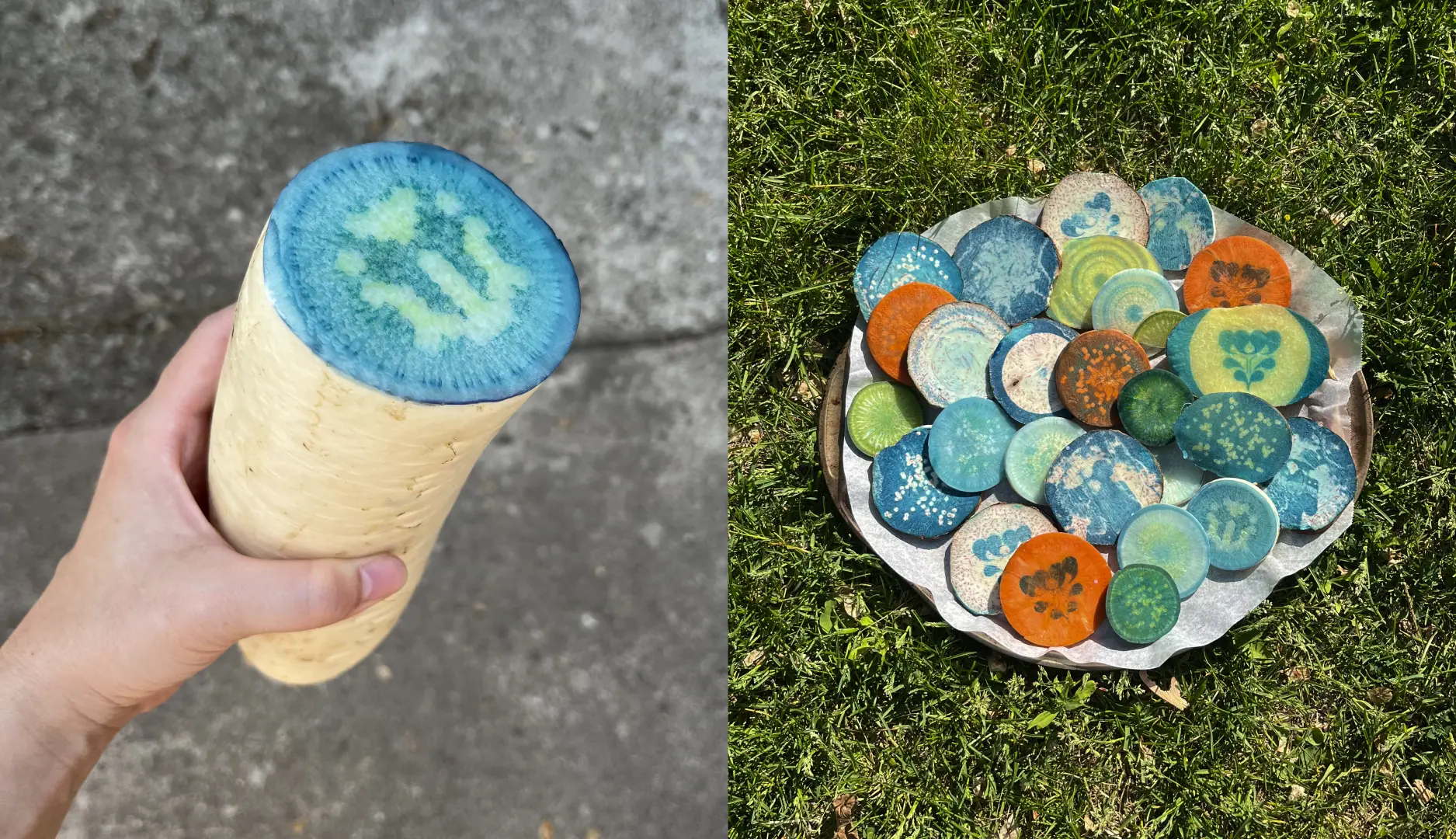 Cyanotype printing on various root vegetables by Emi Takahashi.