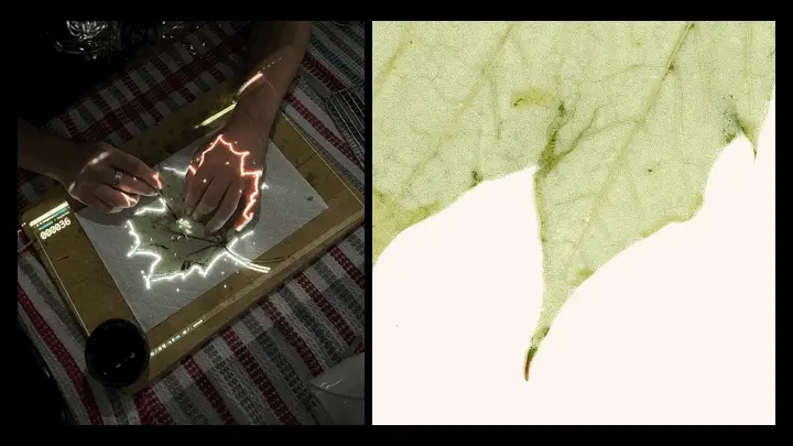 A process image (left) and end result (right) from Emi and Nik's "Leaf Galls" installment in the Organima series.
