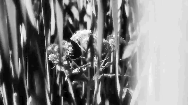 Excerpt from Emi Takahashi's risograph-printed analog treatment for Hinako Omori's "A Journey" video.