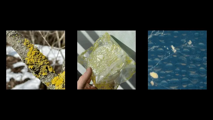 Nik Arthur (and his fungus costar, physarum polycephalum) for Dominic Fike.
