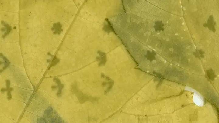 An excerpt from Emi and Nik's video for Ghost Orchard's song "Jessamine," featuring animated glyphs on maple and grape leaves.